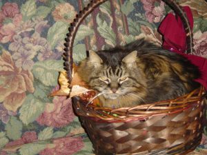 Keeter sitting in a basket.