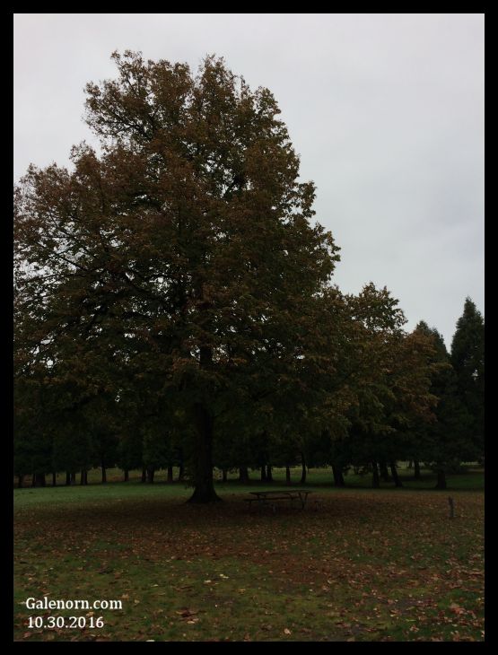 October tree