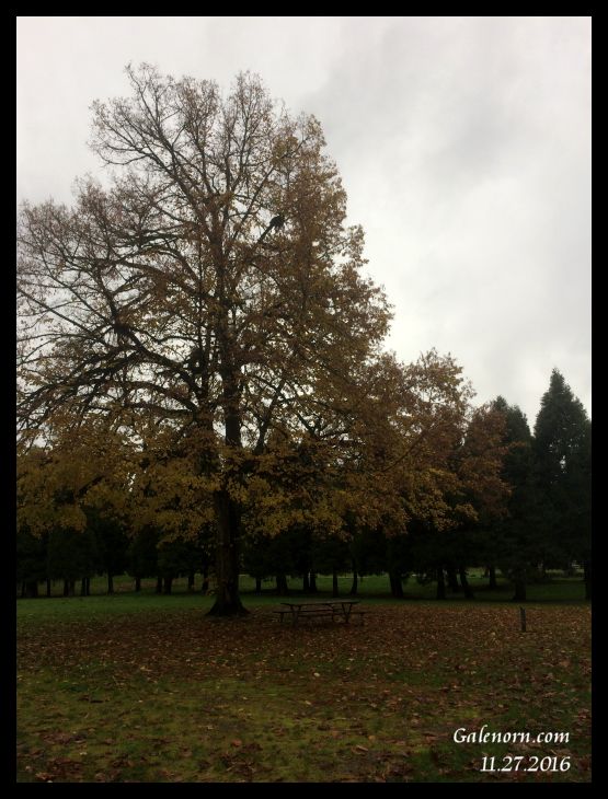 November tree