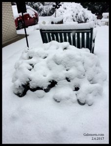 snow covered azalea