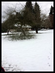 Marymoor park. Tree branch falling.