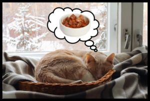 Sleeping kitty dreaming of cat food