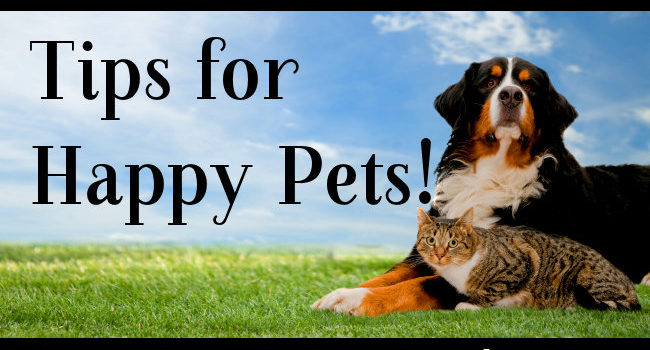 Summer Tips for Happy Pets