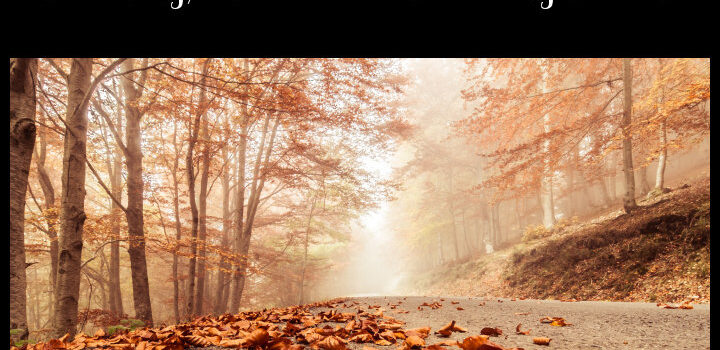 A misty road with autumn leaves falling.